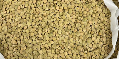 High quality green lentils packed in 25 kg /