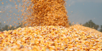 Продајем суви кукуруз из Украјине, врхунског квалитета