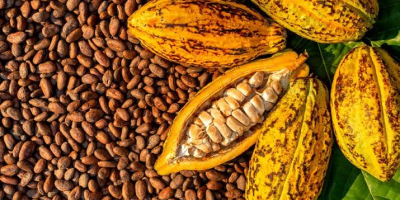 Нудимо природна сушена зрна какаоа из прашуме западне Африке,