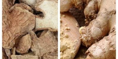 We offer natural dried ginger splits from rain forest