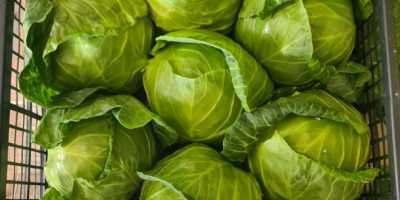 Spring cabbage (macedonian production) * contact: +389 75 636