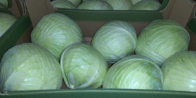 I will sell white cabbage from cold storage caliber