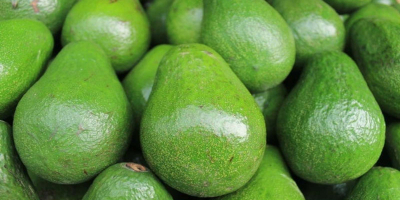 Avocado fruit has greenish or yellowish flesh with a