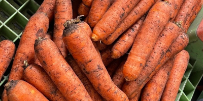 Ich verkaufe schmutzige Karotten. 20 kg Sack. Frisches, schönes