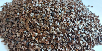 Buckwheat seeds with an organic certificate in the amount