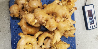  Discover the power of fresh ginger with our