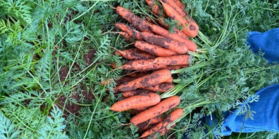 Най-качествените моркови. Гръцко производство контакт чрез