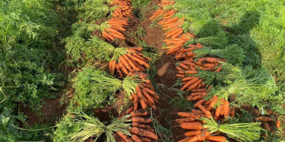 Karotten in bester Qualität. Griechischer Produktionskontakt durch