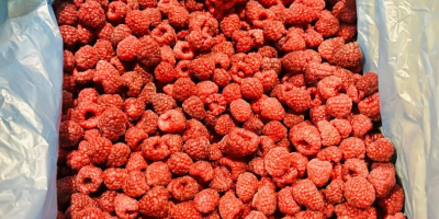 We offer frozen raspberry fruits of the highest grade,