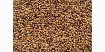 Upon your request we can offer red SORGHUM and