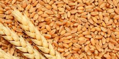 Das Unternehmen Marculesti Combi SA bietet Getreide für den