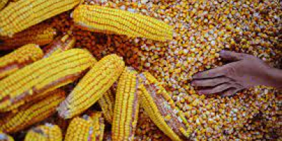 Das Unternehmen Marculesti Combi SA bietet Getreide für den