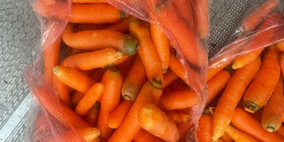 Здравейте, продавам млади моркови в найлонови чували за размяна