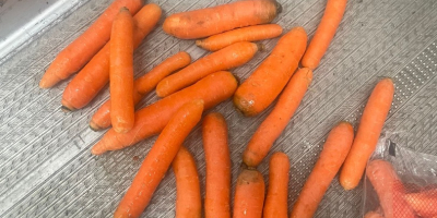 Hallo, ich verkaufe junge Karotten in Plastiktüten zum Tausch