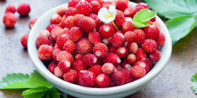 We are picking wild strawberries in the mountains of