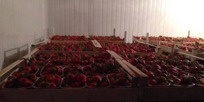 the export of extra quality strawberries from Serbia starts