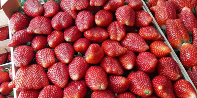 der export von erdbeeren extraqualität aus serbien beginnt am