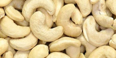 We are direct exporters of cashew nuts , we