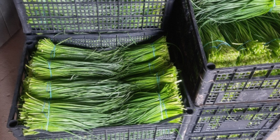 I will sell chives from the ground by weight