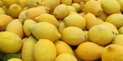 Limone varietà Verna, ottima qualità.