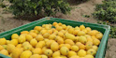 Limone varietà Verna, ottima qualità.