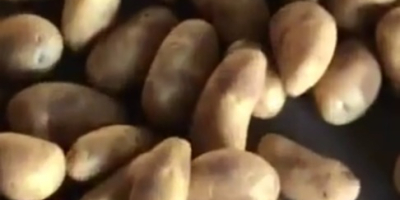 Oue фирма Миноас внася картофи и лук от Египет.