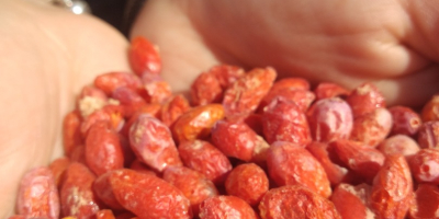Coming exclusively from Polish plantations, freeze-dried Goji Berries with