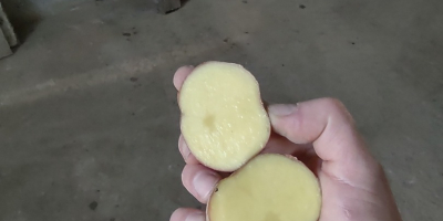 Ich verkaufe rote Bellarosa-Kartoffeln, Kal. 45+ Gesunde Kartoffeln ohne