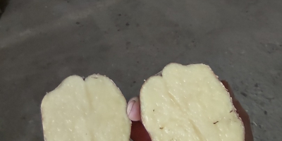 Продавам картофи червена белароза кал.45+ Здрави картофи без струпясване