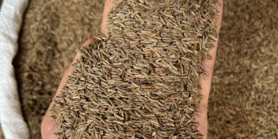 We offer cumin seeds. Purity 99.7%, brown color. 25