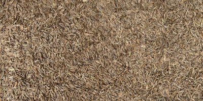 We offer cumin seeds. Purity 99.7%, brown color. 25