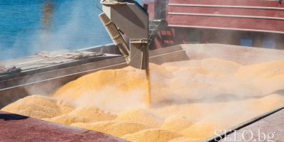 I offer corn harvest 2022, origin Ukraine on terms