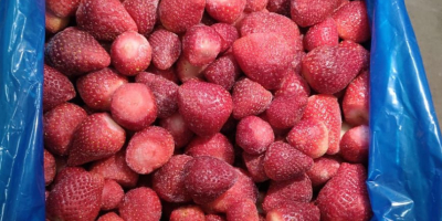 Wir bieten gefrorene Erdbeeren, ägyptischer Herkunft, unkalibriert, Festival-Sorte, keine