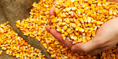 Corn. Country of origin: Ukraine; Non-GMO; Humidity: no more