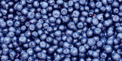 Buy blueberries, any packaging and sticker, large quantities available.