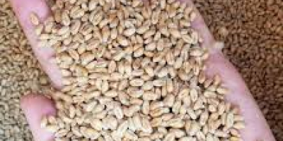 The exporting company will supply grains and oilseeds on