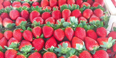 Hochwertige Erdbeeren aus Albanien, bereit für den Export. Saison