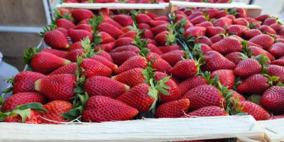 Hochwertige Erdbeeren aus Albanien, bereit für den Export. Saison