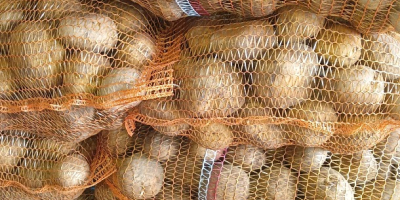 I will sell edible potatoes of the Vineta variety