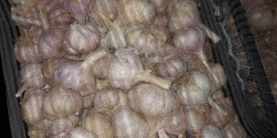 We offer you garlic, which is perfect for pickling.