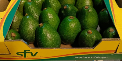 Продајем авокадо Фуерте, увезен из Кеније, величине 18-22. Цена