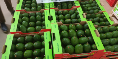 Продам авокадо Фуэрте, привезено из Кении, размер 18-22. Цена