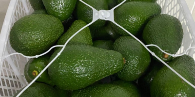 Продам авокадо Фуэрте, привезено из Кении, размер 18-22. Цена