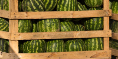 Beste Wassermelone Herkunft Griechenland Sorte Bostana. Kontakt: +30 6936765601