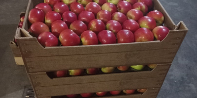 We offer apples for sale: Idared, Jonaprince, Golden, Gala,
