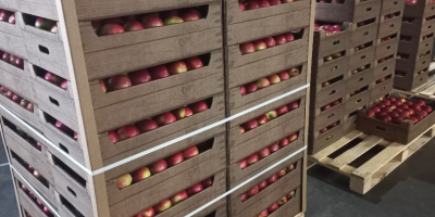 Предлагаме ябълки за продажба: Айдаред, Джонапринс, Голдън, Гала, Ред