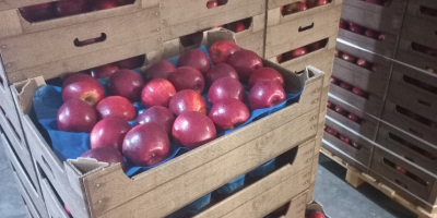 Предлагаем к продаже яблоки: Айдаред, Джонапринс, Голден, Гала, Ред