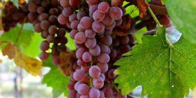 We are a supplier and grower of fresh grape