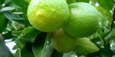 Лимун је веома популарно цитрусно воће широм света, које