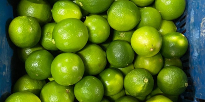 Лимун је веома популарно цитрусно воће широм света, које